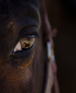 Horse, eye, close-up Horse, eye, close-up